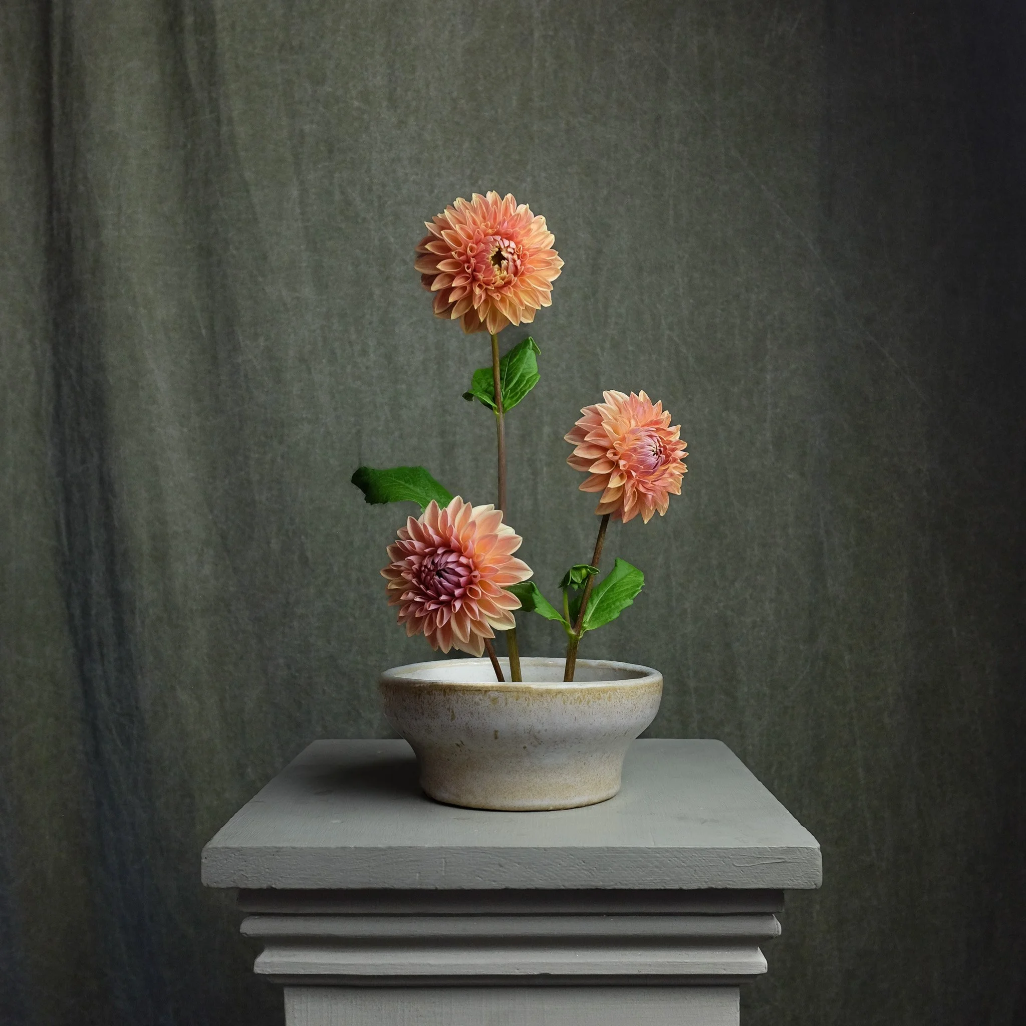 Chimacum Del Blomma — Petal Creek Farm